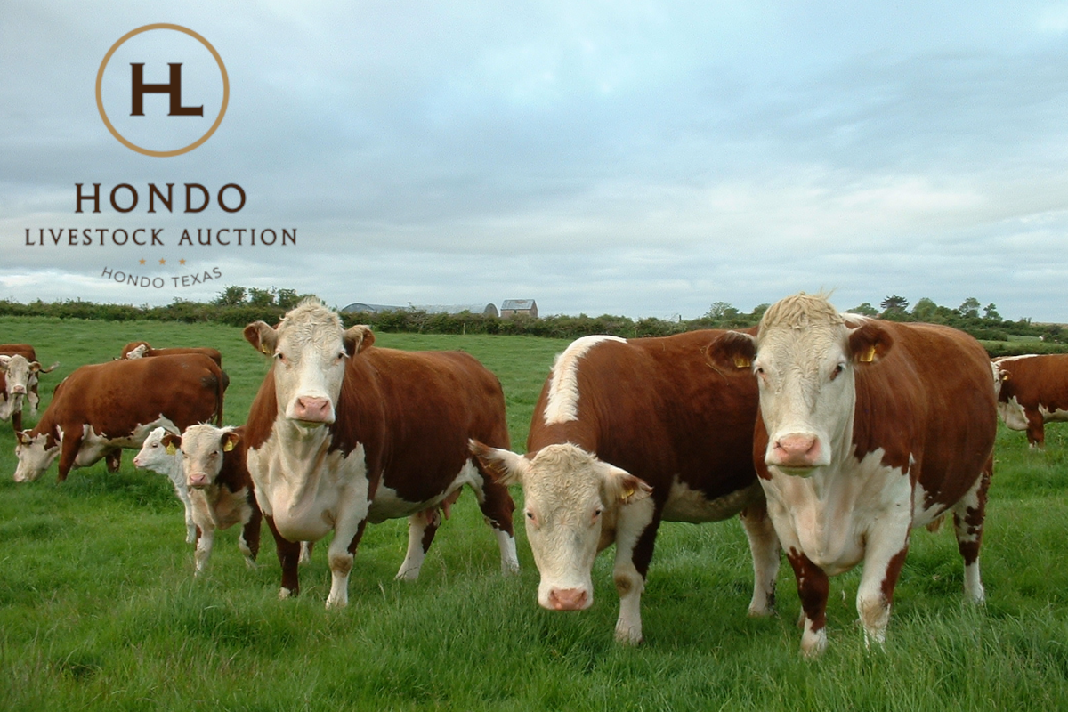 Hondo Livestock Auction