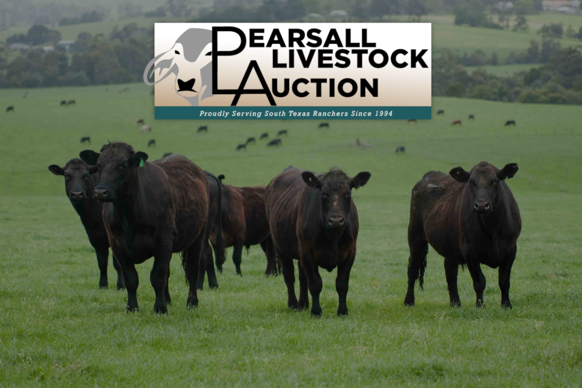 Pearsall Livestock Auction